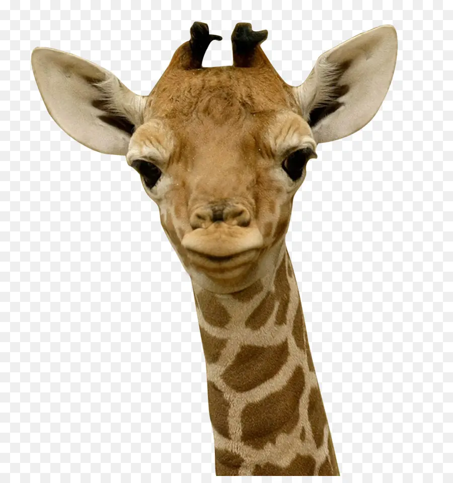 ยีราฟ，ลูก Giraffes PNG