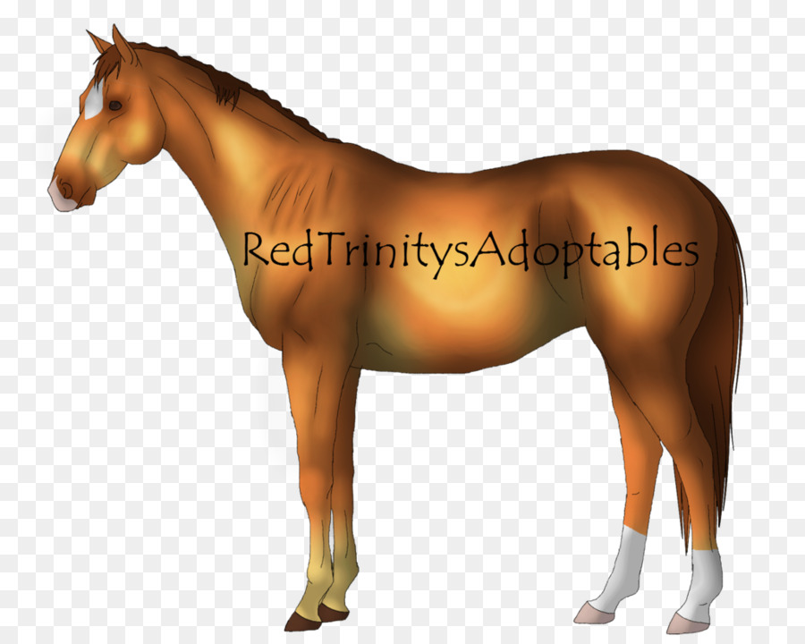 ม้า，Foal PNG