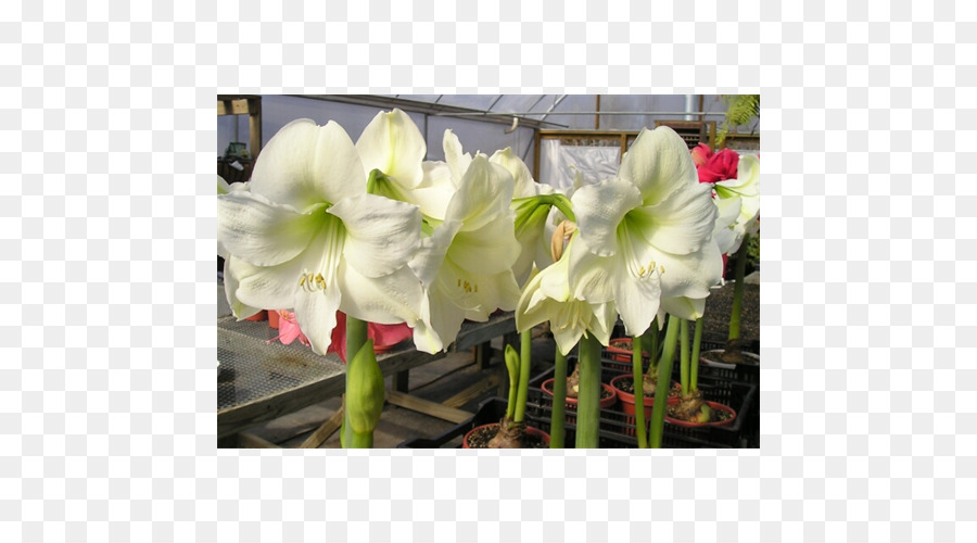 Amaryllis，เจอร์ซีย์ลิลลี่ PNG