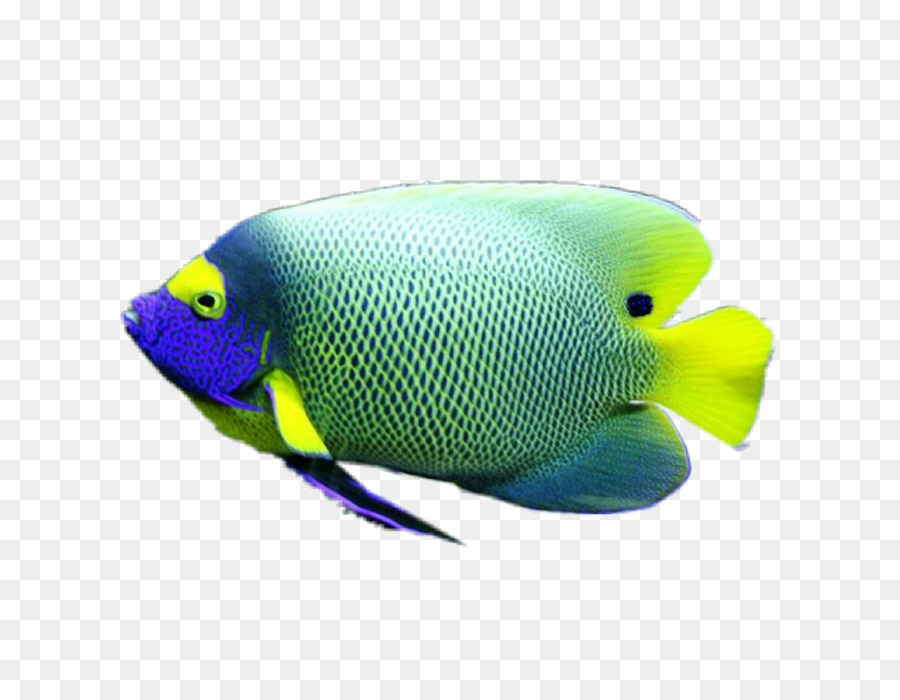 ปลา，นาวิกโยธินเรียนชีววิทยา PNG