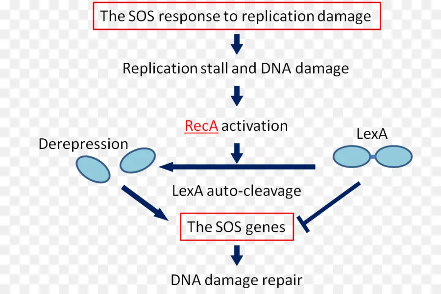 ไดอะแกรมการซ่อมแซมความเสียหายของดีเอ็นเอ，ดีเอ็นเอ PNG