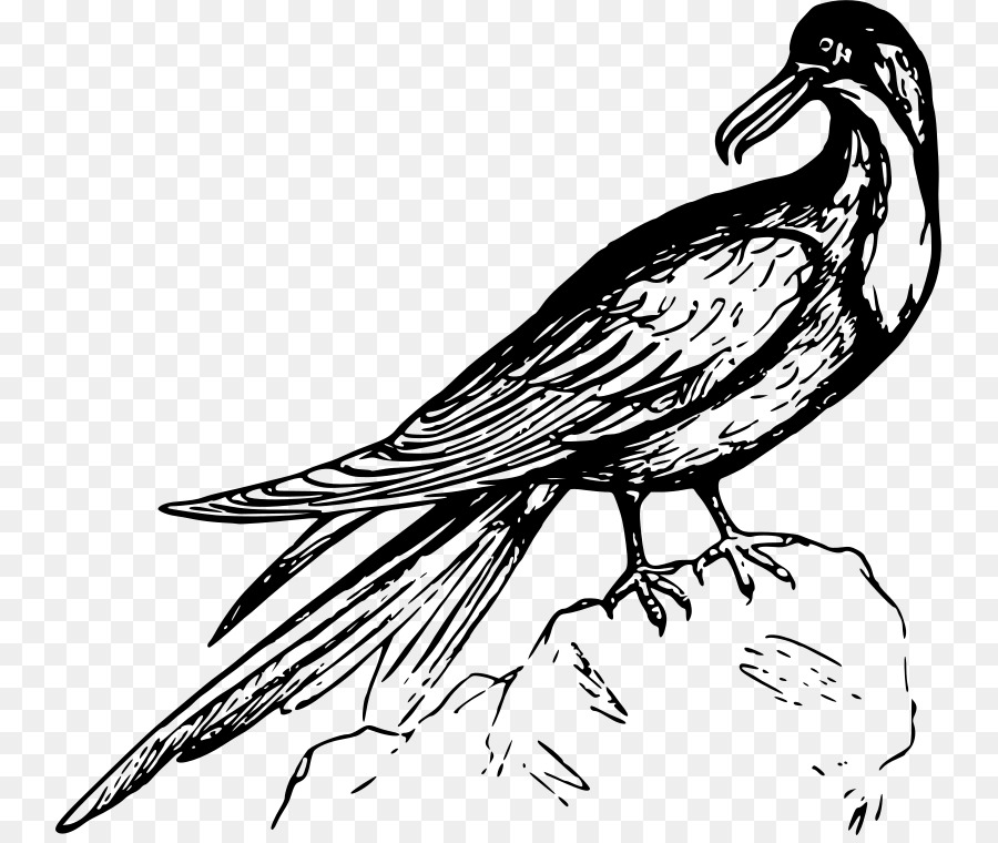 Frigatebird，สีดำและสีขาว PNG