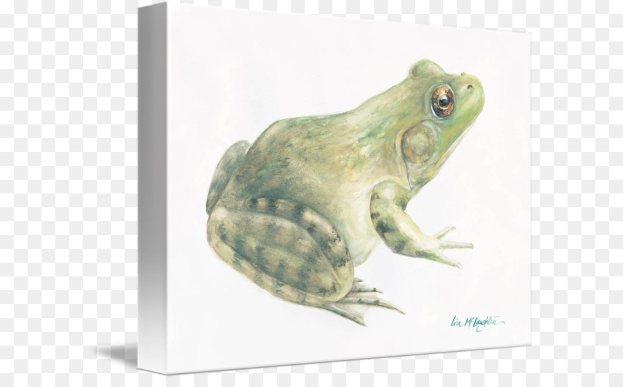 อเมริกัน Bullfrog，เรื่องจริงบ PNG