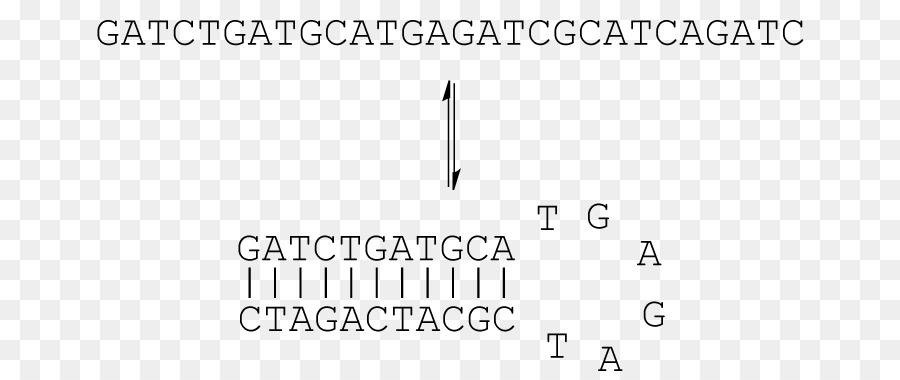 Stemloop，Oligonucleotide PNG