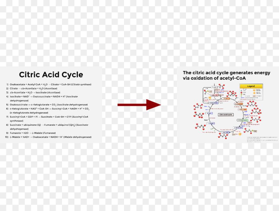 Citric กรดวังวน，แบรนด์ PNG