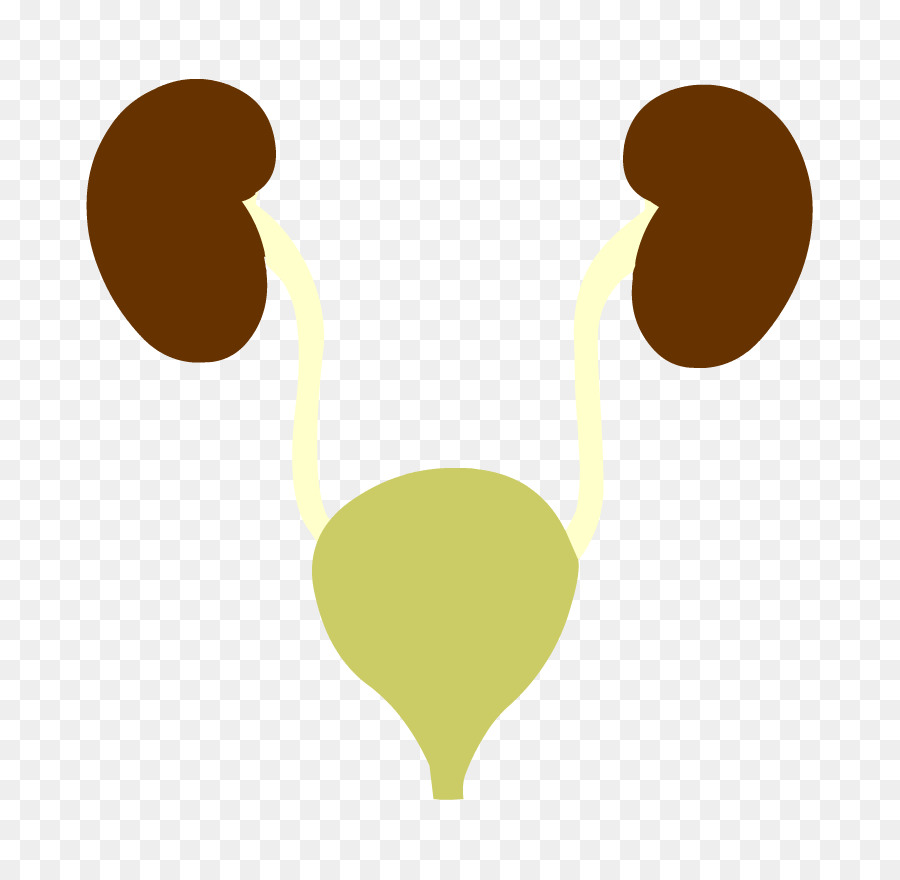 Excretory ของระบบ，Brainpop PNG