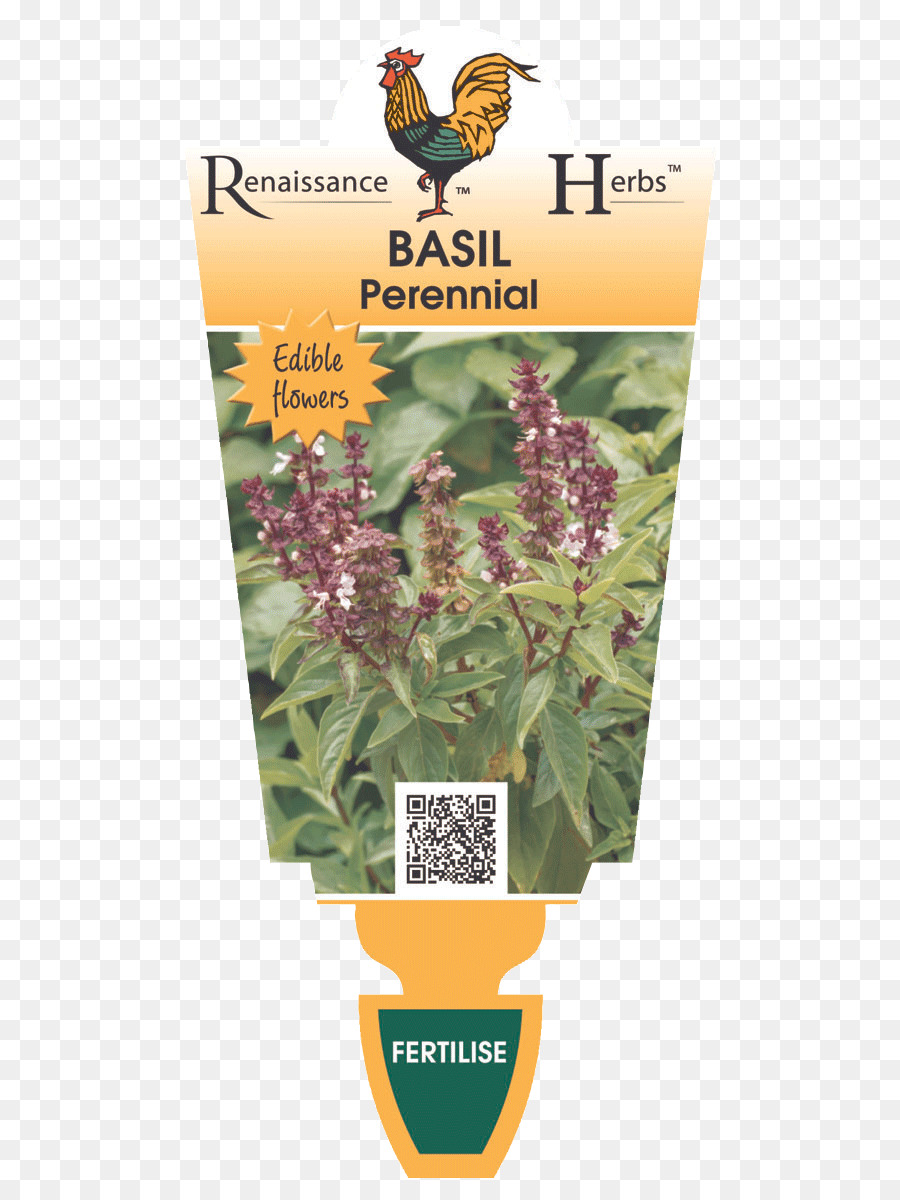 น้ำหอมลาเวนเดอร์，Herbalism PNG