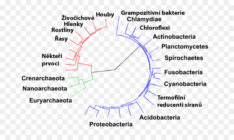 แบคทีเรีย，Archaeans PNG