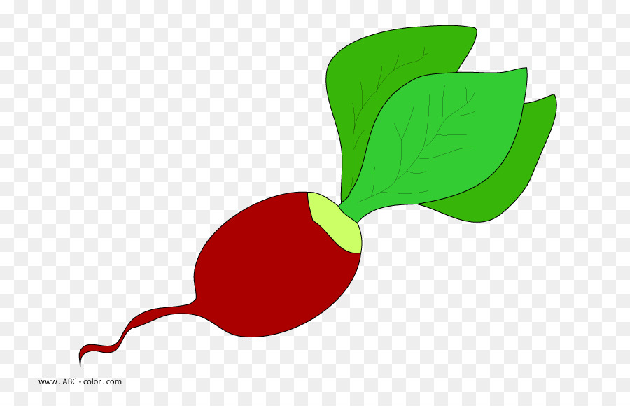 สวน Radish，วาด PNG