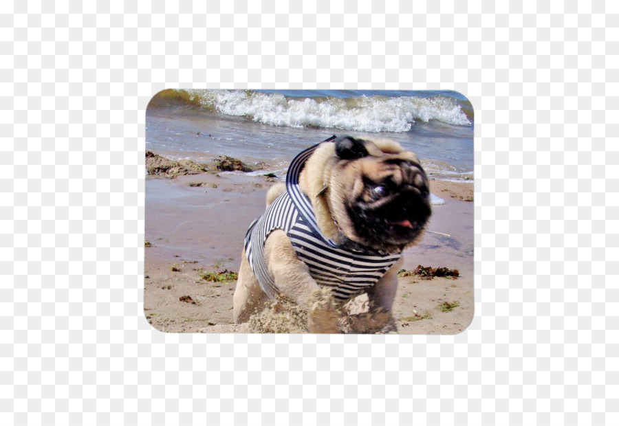 Pug，สุนัขพันธุ์ PNG