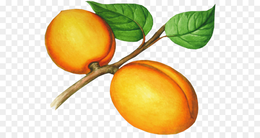 Apricot，เนคทา PNG