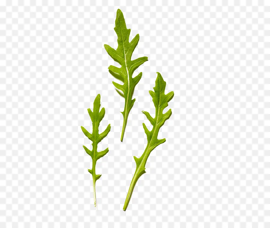 Arugula，ออกจาก PNG