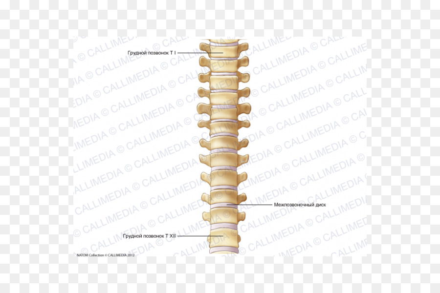 Vertebral คอลัมน์，ทรวงอก Vertebrae PNG