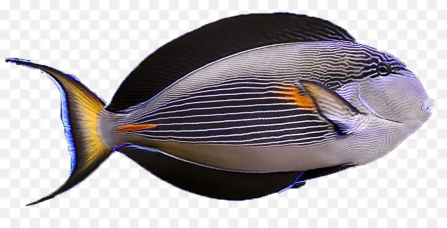 นาวิกโยธินเรียนชีววิทยา，โพธิ Surgeonfish PNG