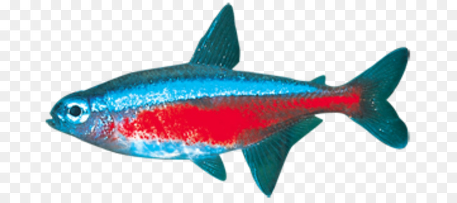 Milkfish，นาวิกโยธินเรียนชีววิทยา PNG