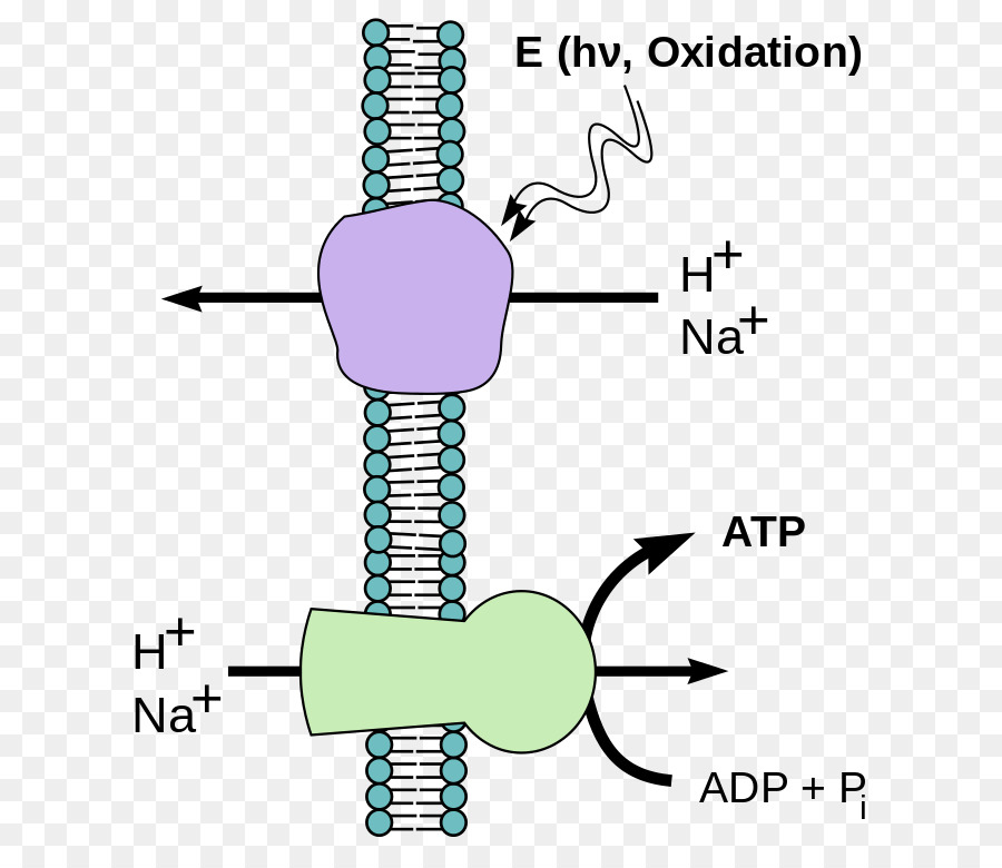 Chemiosmosis，Phosphorylation PNG