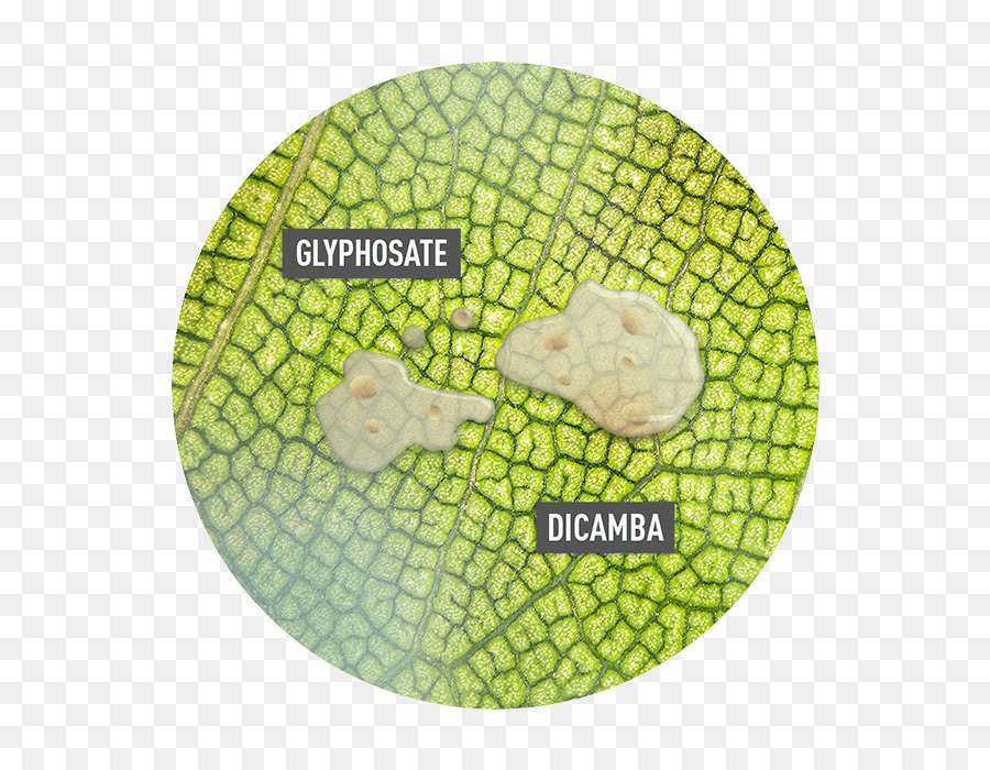 วัชพืช，Glyphosate PNG