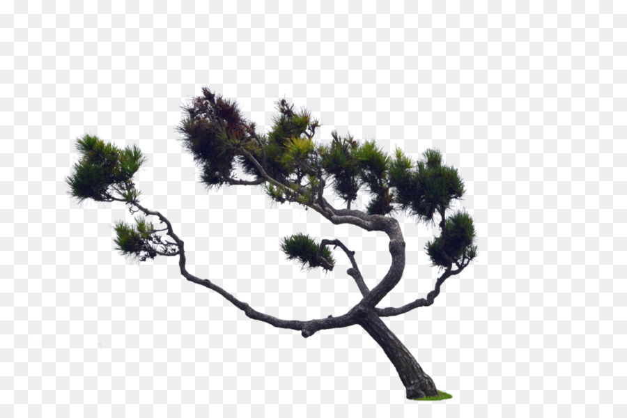 ต้นไม้，Conifer โคน PNG