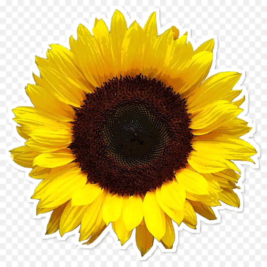 เหมือนกัน Sunflower，ภาพความละเอียด PNG