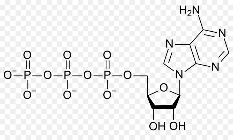 Adenosine Triphosphate，สารเคมีสูตร PNG