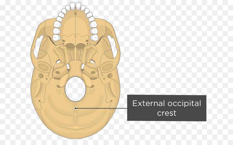 Pterygoid โพรเซสของ Sphenoid，Medial Pterygoid กล้ามเนื้อ PNG