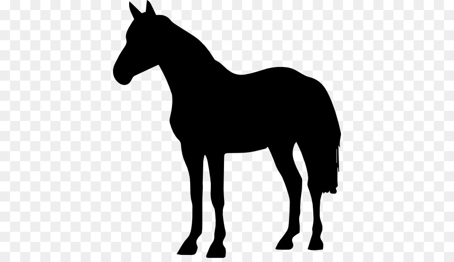 ม้าอาหรับม้า，อม้าควอเตอเมริกัน PNG