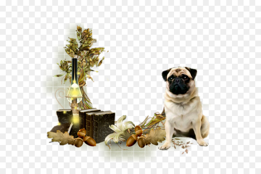 Pug，สุนัขพันธุ์ PNG