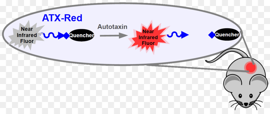 Autotaxin，Lysophosphatidic กรด PNG