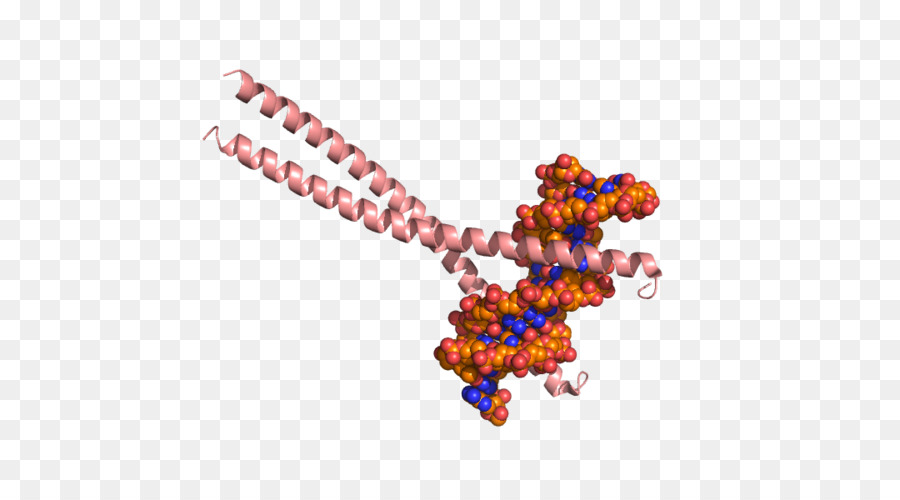 Cebpb，โปรตีนที่มีผลผูกพัน Ccaat Enhancer PNG