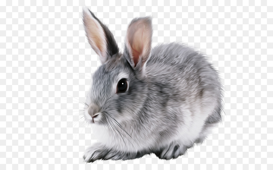 กระต่าย，ยุโรปกระต่าย PNG