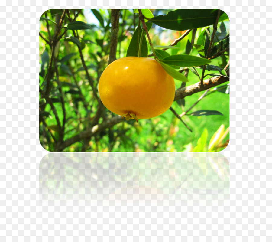 มะนาว，Clementine M PNG