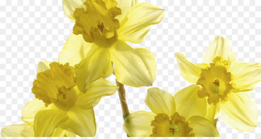 ป่า Daffodil，อภิญญา PNG