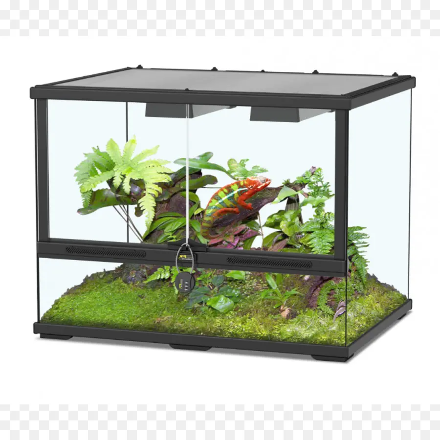 Terrarium，พืช PNG