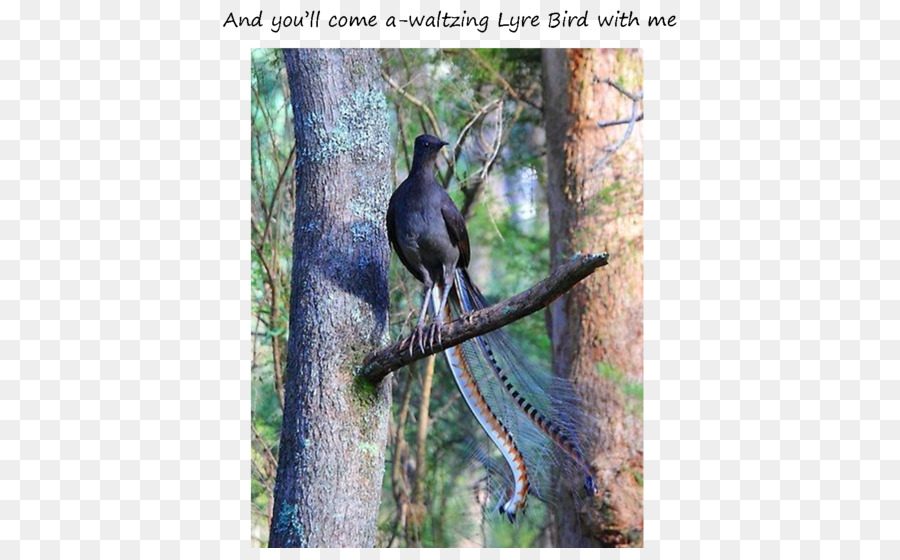 นก，วิเศษ Lyrebird PNG