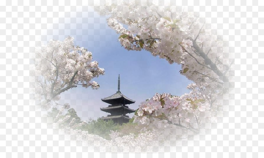 ญี่ปุ่น，เชอร์รี่ Blossom PNG
