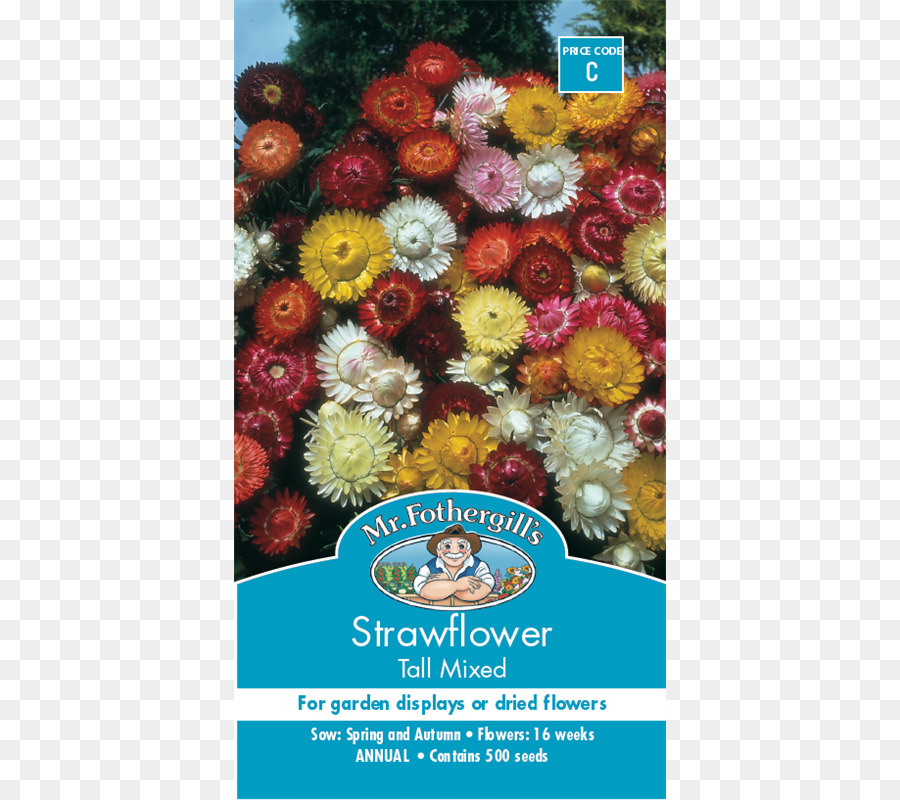 ดอกไม้，Strawflower PNG