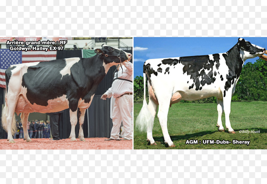 Dairy วัว，Holstein Friesian วัว PNG