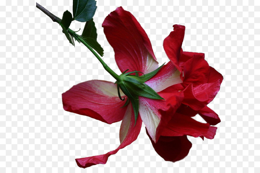 Rosemallows，ดอกไม้ PNG