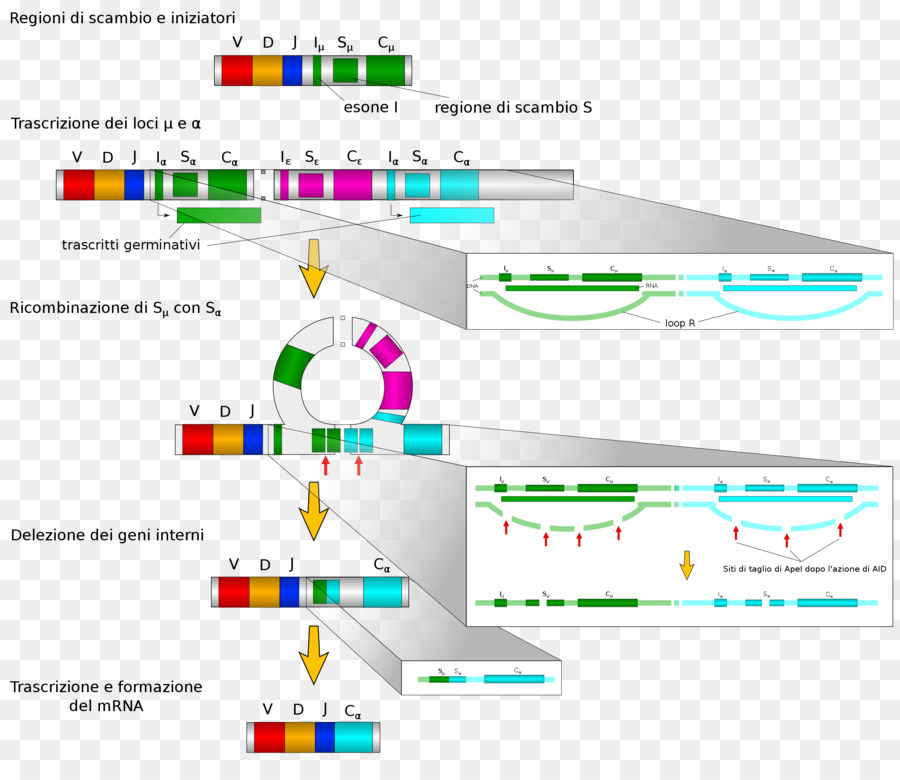 Isotype，แอนติบอดี PNG