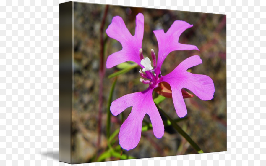 Clarkia Pulchella，ดอกไม้ PNG