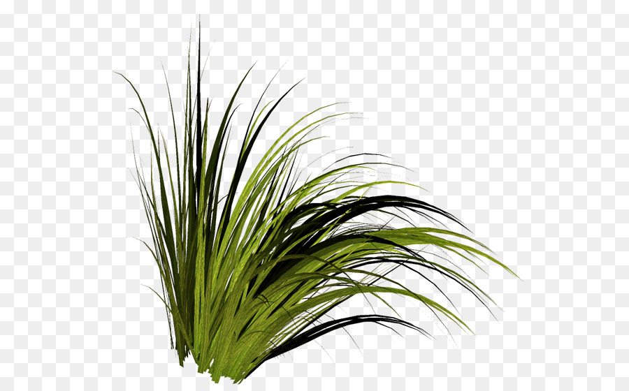 พืช Agave，ฉ่ำ PNG