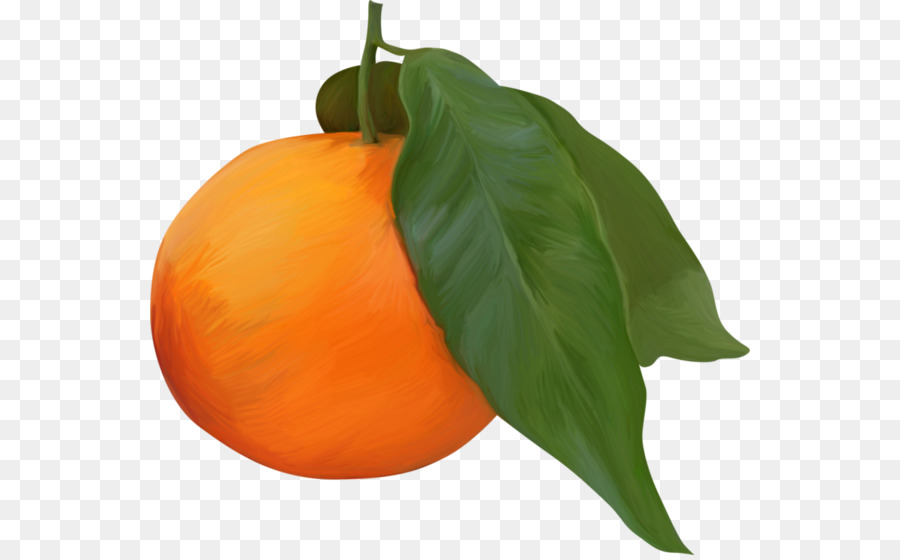 ไทน์，สีส้ม PNG