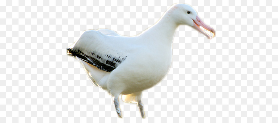 ยุโรป Herring Gull，นก PNG