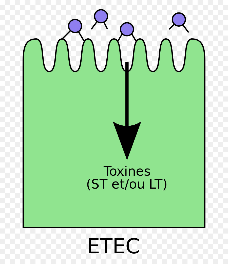 Escherichia Coli การติดเชื้อ，Enterotoxigenic Escherichia โคไล PNG