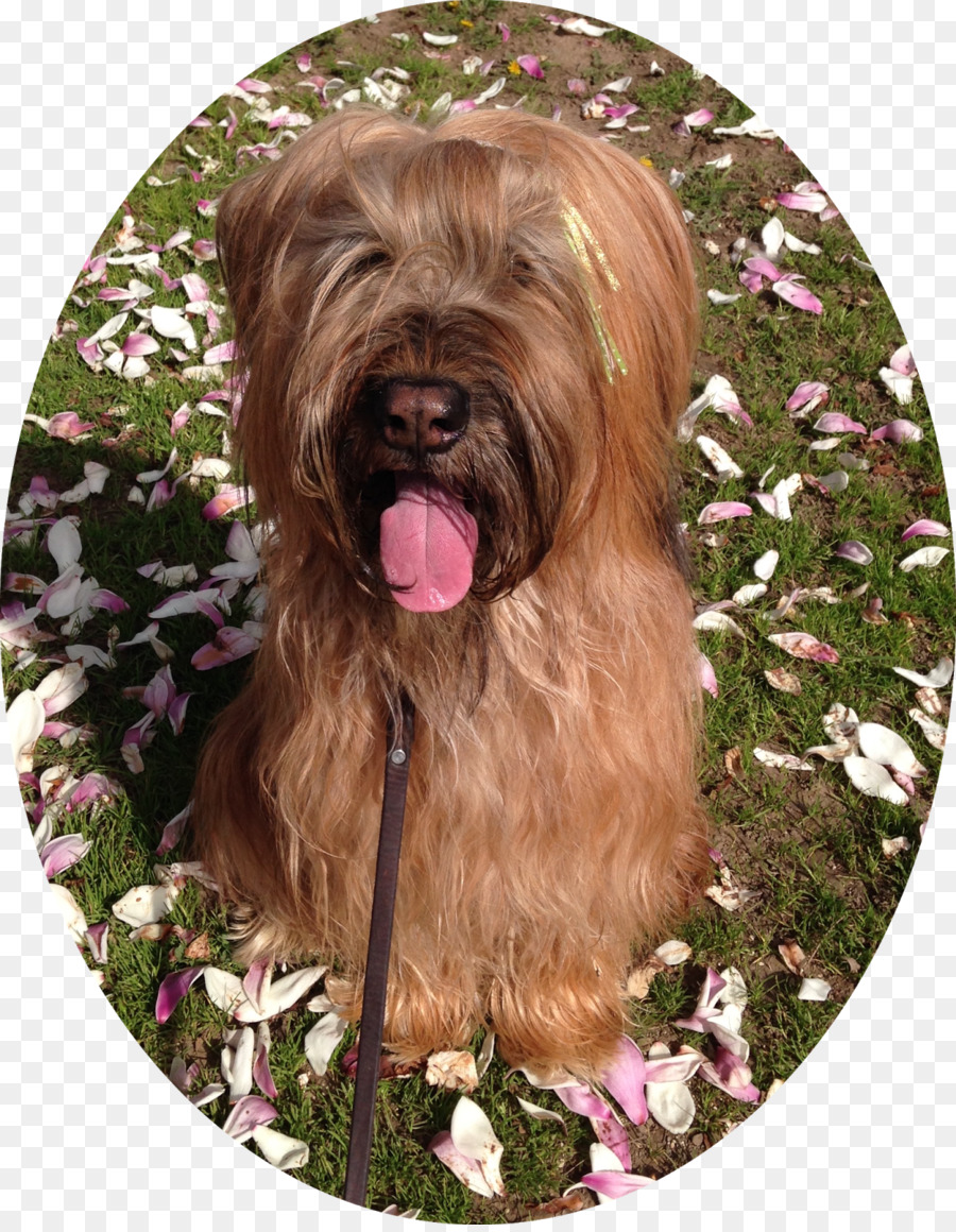 เกลน，Softcoated Wheaten เทร์เรียร์ PNG