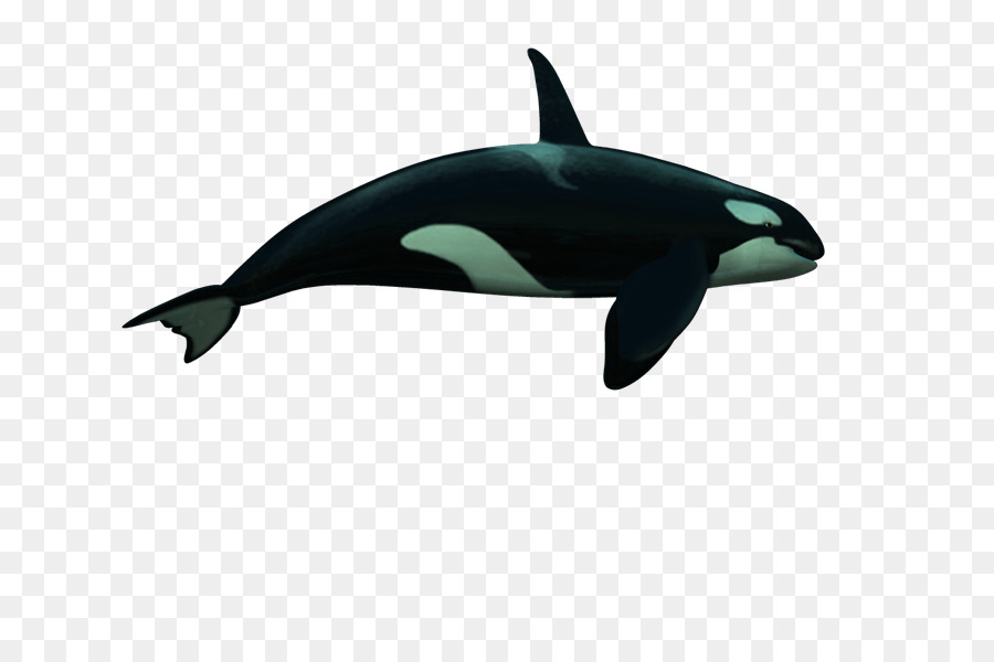 Cetacea，Photoscape PNG