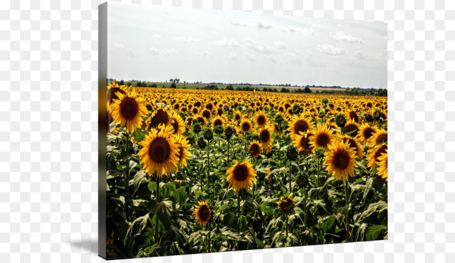 เหมือนกัน Sunflower，Sunflower เมล็ดพันธ์ PNG