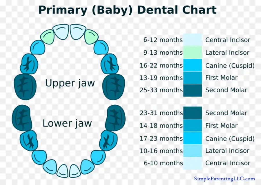 แผนภูมิทันตกรรมทารก，ฟัน PNG