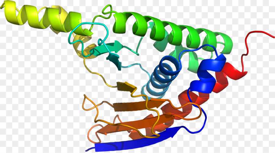 โครงสร้างโปรตีน，โมเลกุล PNG