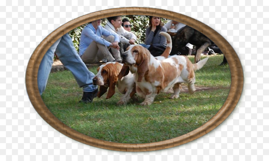 Great Britain_ Counties Kgm Spaniel，Basset ย์ PNG